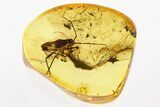 Huge Detailed Fossil True Bug (Heteroptera) In Baltic Amber #343233-3